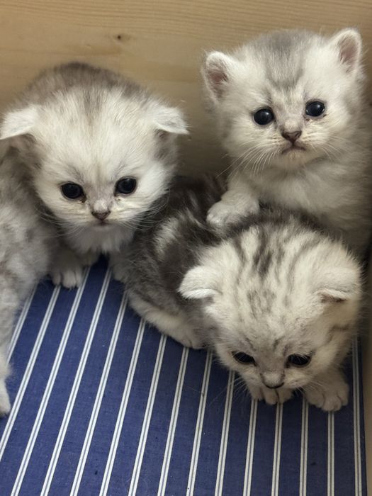 Продам котят шотландские