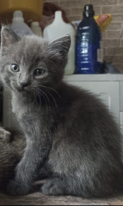 Отдам котят 1,5 месяца