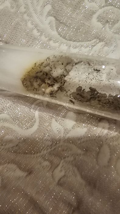 Муравьи дерновые