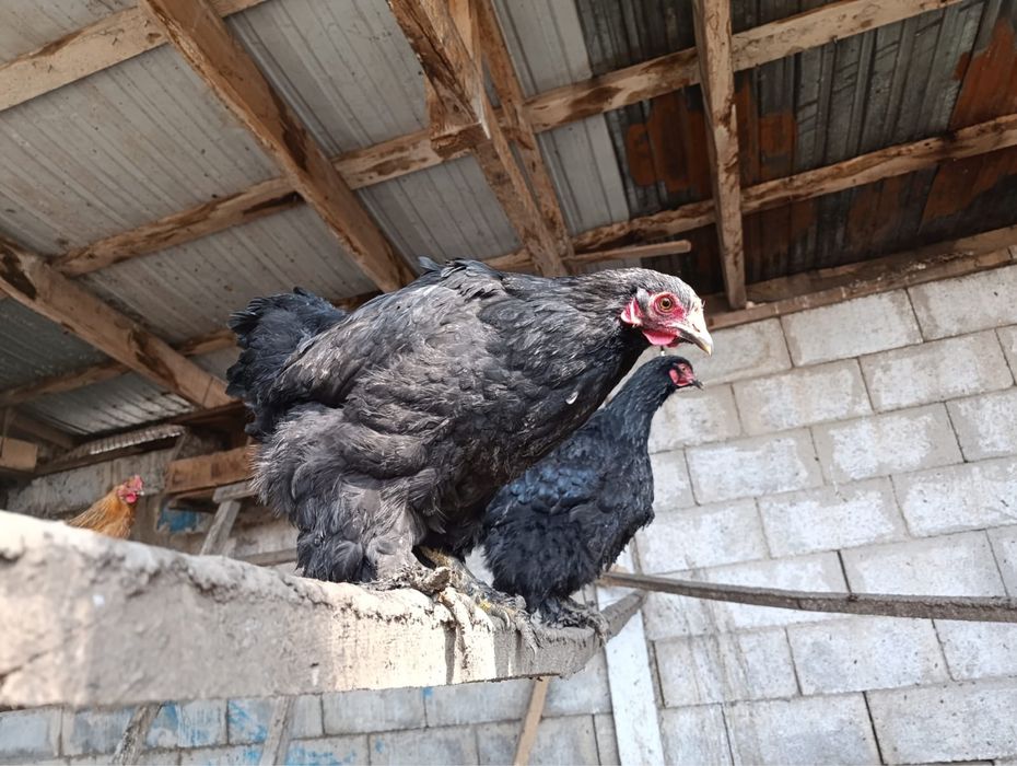 Куры петухи  оптом , молодняк .