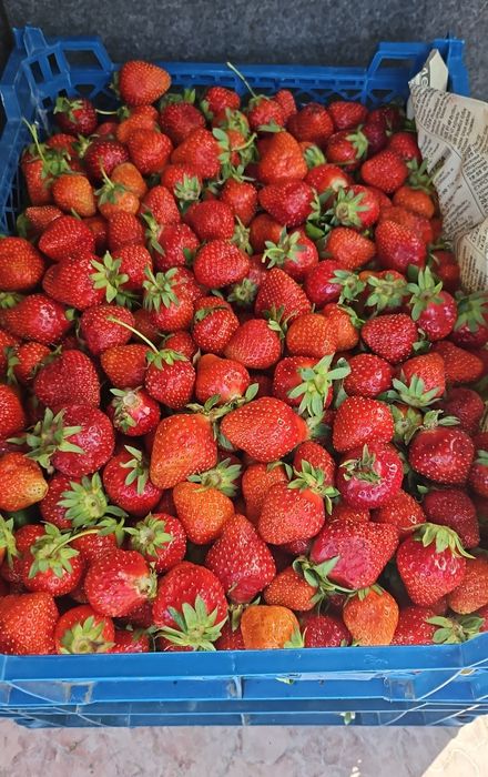 Корни Клубники рассада