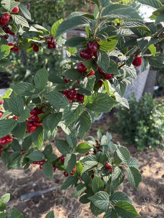 Продам дачу общество Союз