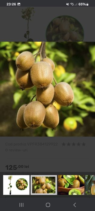 Kiwi la Ghiveci anul 5