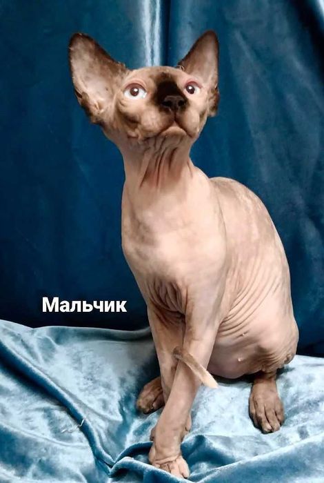 Канадский сфинкс