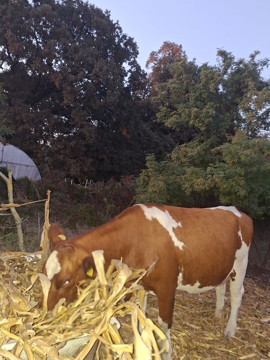 Vaca tanara, montata