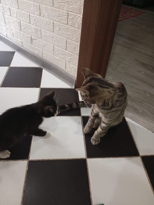 Ищем дом котику.