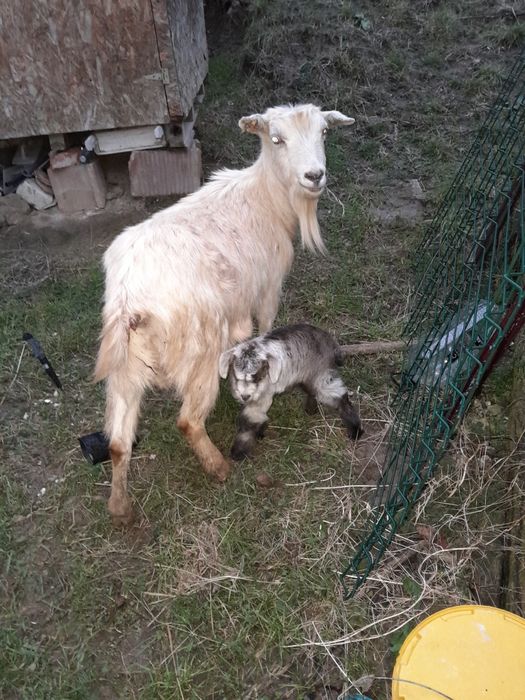 Capre tinere gstante