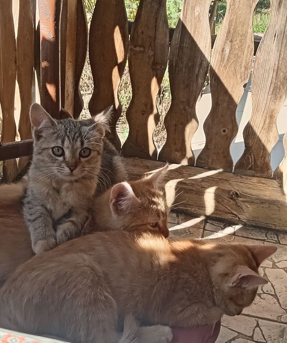 Căutăm familie iubitoare pentru o pisicuță mică gri