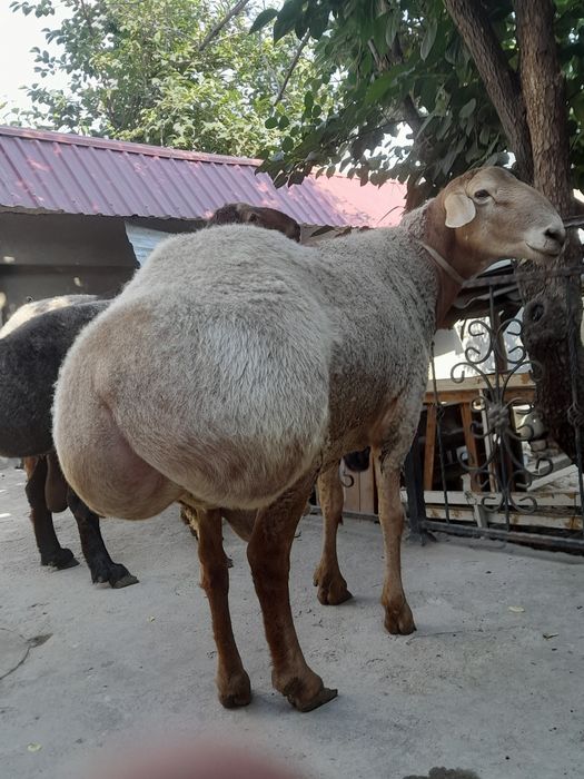 Qurbonlikka Katta Qòchqorlar bor!