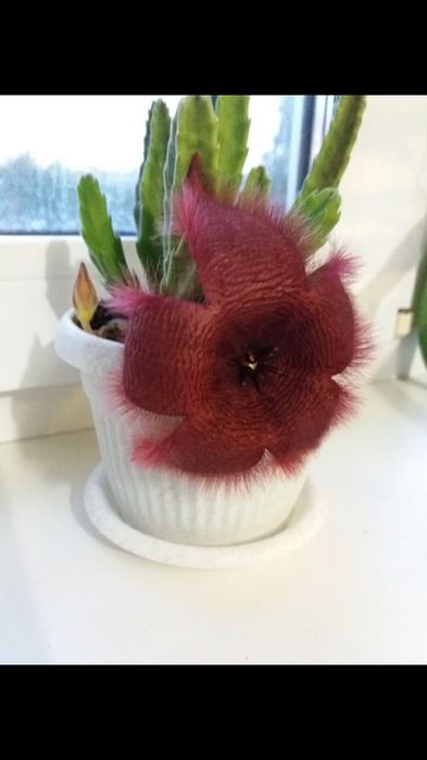 комнатные растения