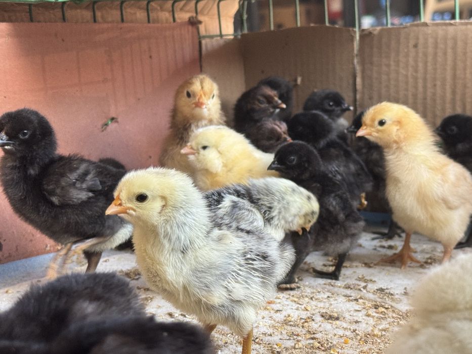 Ouă incubat Wyandotte, Paduane și ouă verzi (Easter Egger)