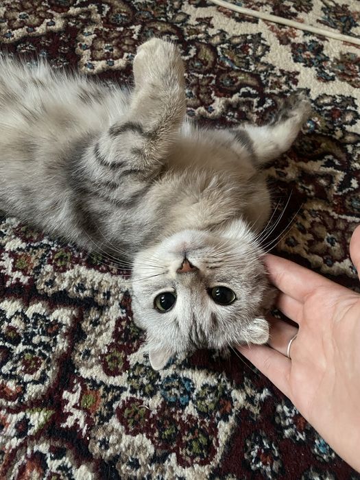 Mushuk кошка пародали