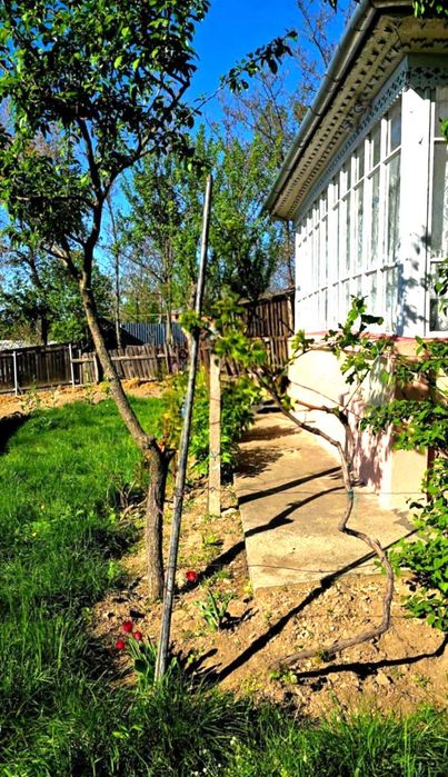 Casă cu grădină mare și vie, Odaia Manolache – toate utilitățile!