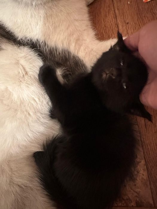 Отдам котят бесплатно