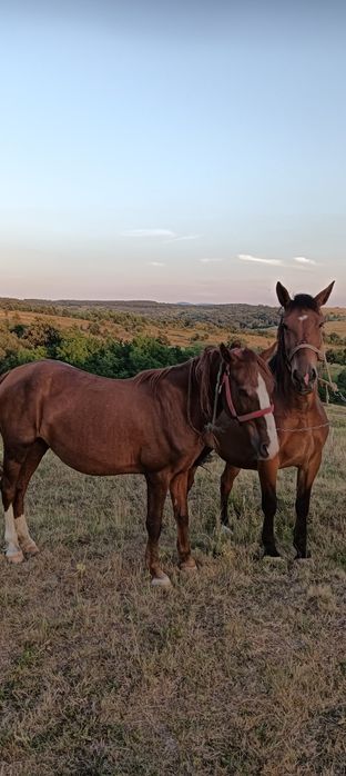 Cai de vînzare in comuna Forotic