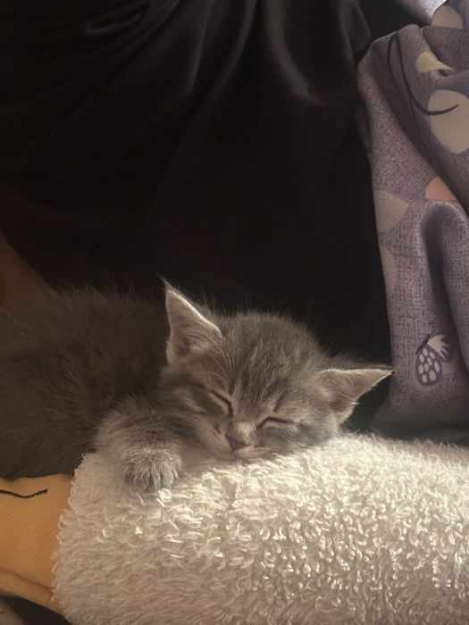 Котенок, бесплатно