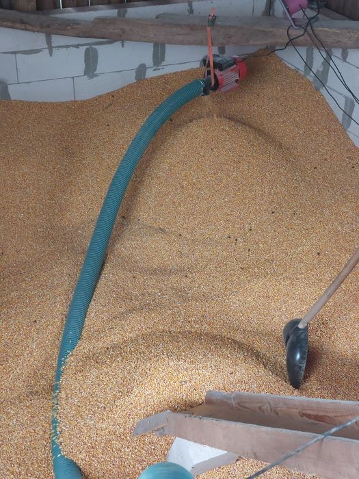 Vând porumb  0.90 bani kg