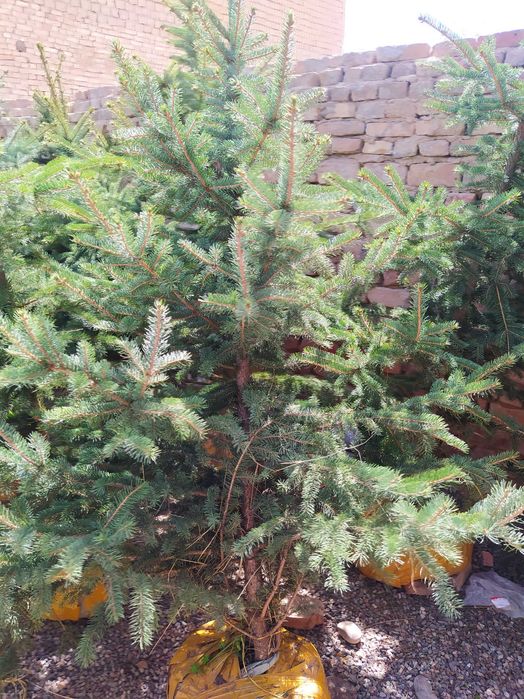 Голубой ель оптом и розницу