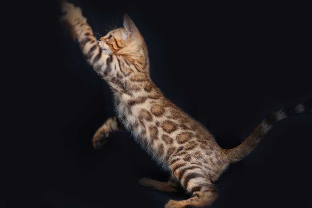 Бенгальские котята с документами