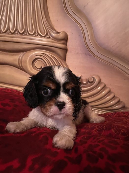 Кавалер кинг чарльз спаниель