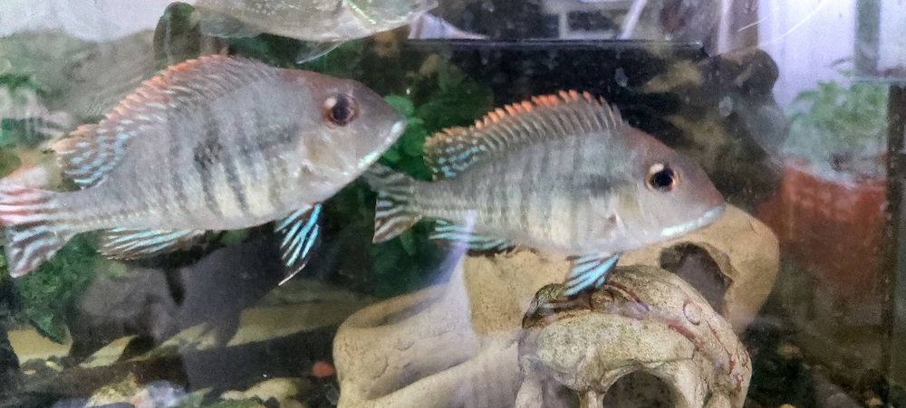 Красноголовый геофагус