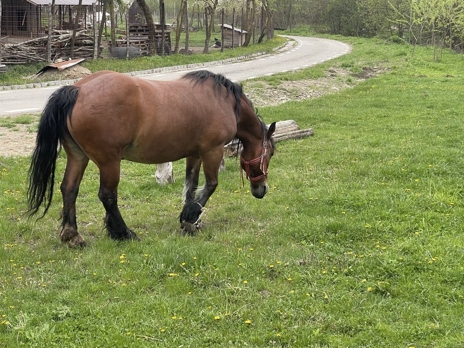 Vand iapă semi-grea  varstă 6 ani 0729381659