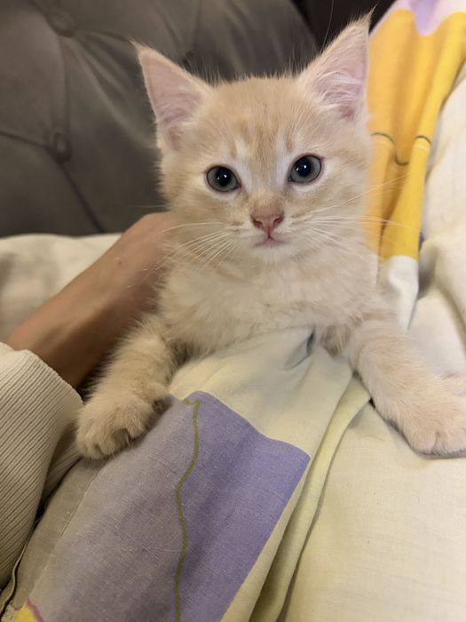 Отдам котят в добрые руки