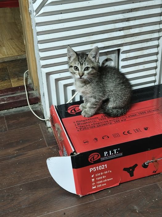 Котята даром в добрые руки