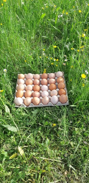 Ouă proaspete de gaina