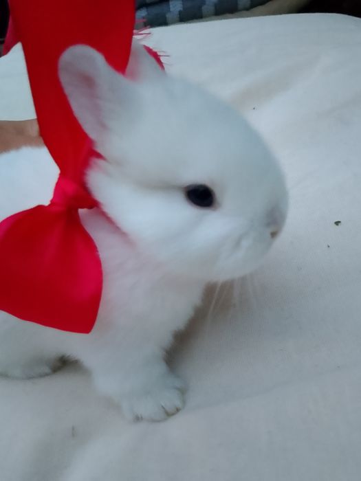 Декоративная кролик