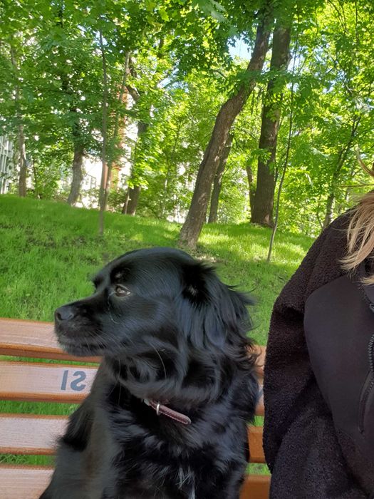 Pet sitter/ bona animale Iasi