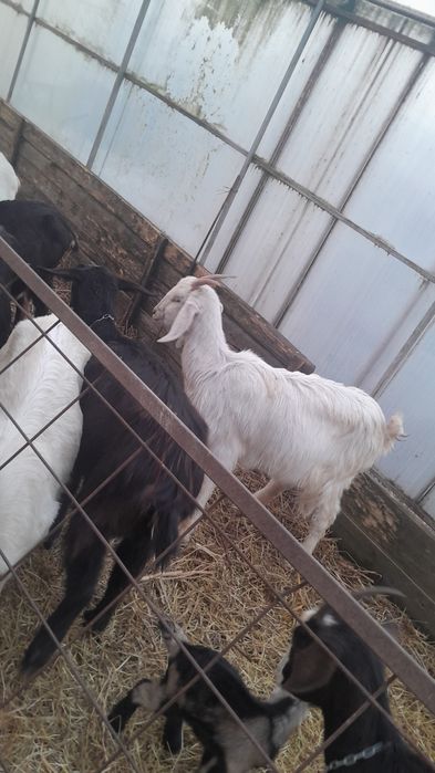 Vând capre originale