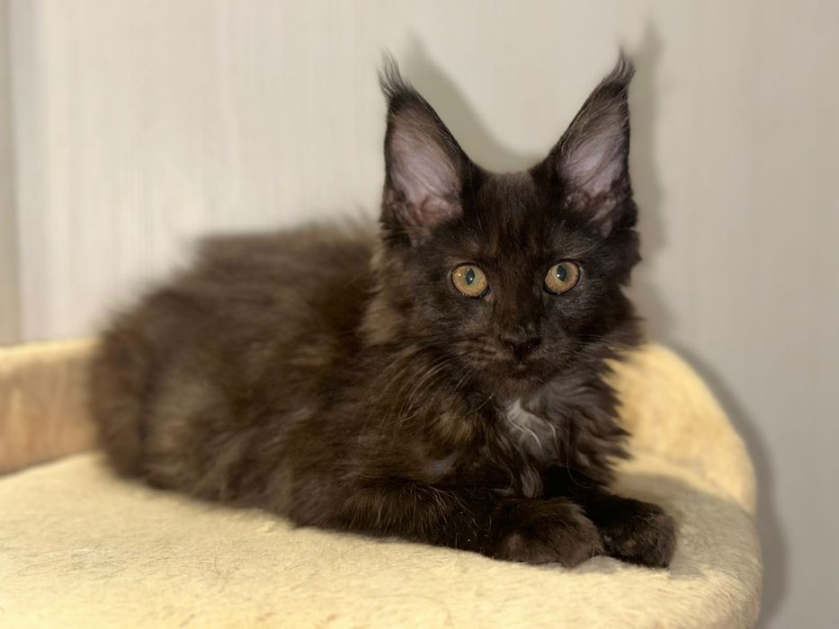 Роскошные котята мейн-кун