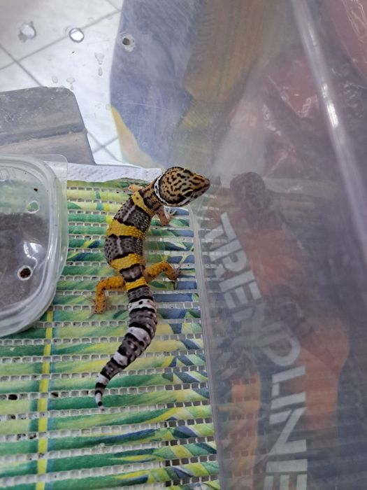 Эублефары в зоомагазине