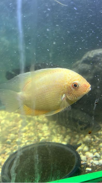 Цихлиды, Америка