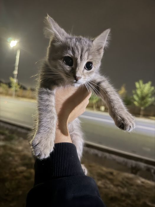 отдам в добрые руки