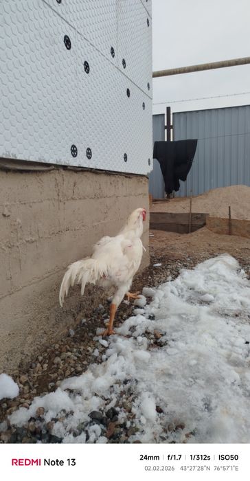 Продам дакан март