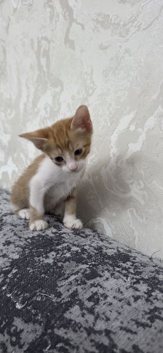 Продам котят,метисы