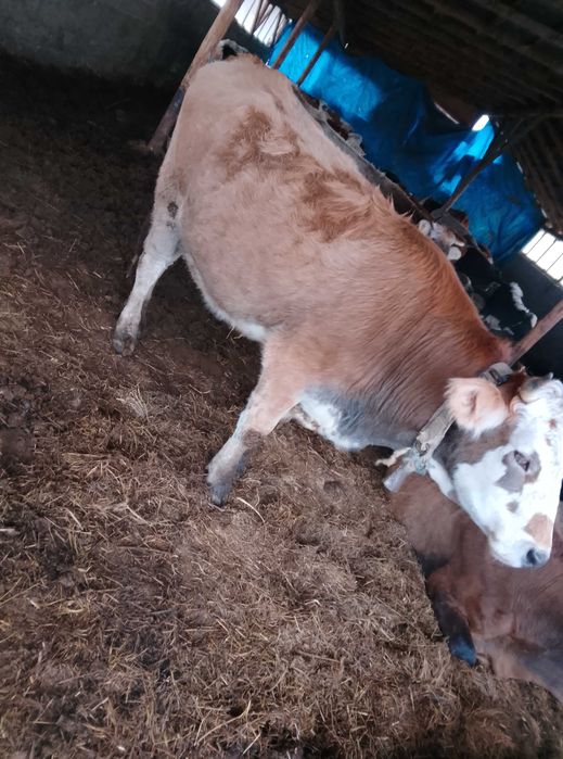 Junică de 2 ani metis bălțată românească