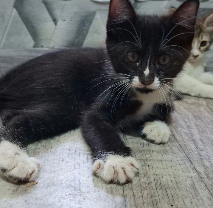 Котятки доманшнии ищут семью!