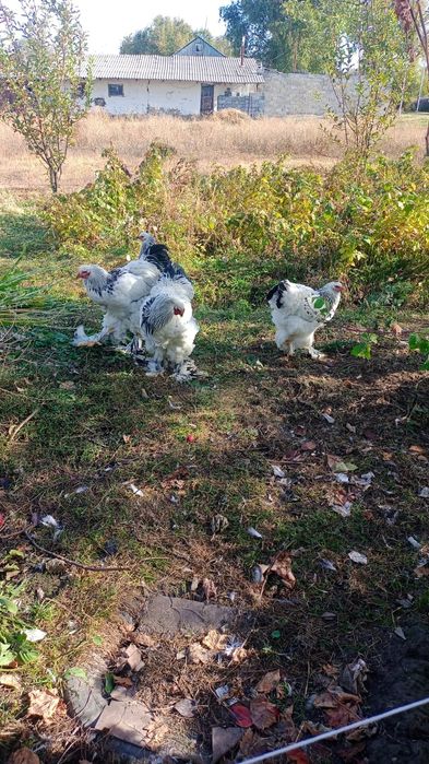 Продам петух брама