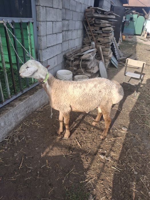 Продам кошкара срочно