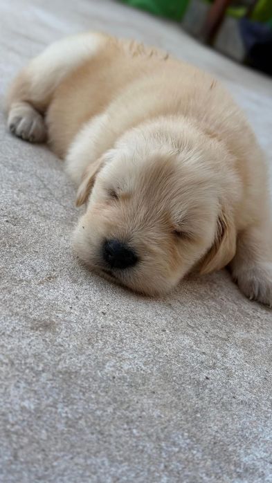 Голдън ретривър момче  и момиче родословен баща