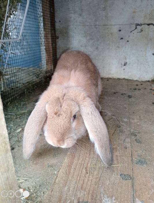 Iepuri de rasa berbec și fluture negru