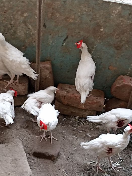 Vînd fazani auriu pe roșu , pe galben , diamant , comuni albi , maturi