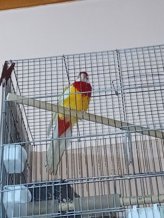 Домашние попугаи