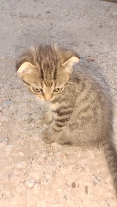 Отдам котят в добрые руки
