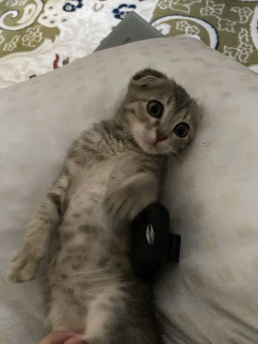 Продается кошечка девочка.