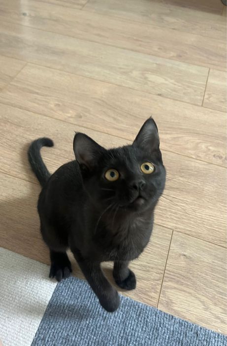 Отдаю котенка в хорошие руки