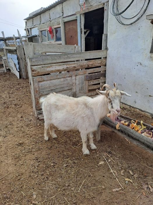 Буаз мартта туады буйырса